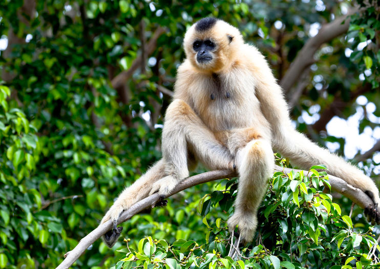 Gibbon Rehabilitation Center